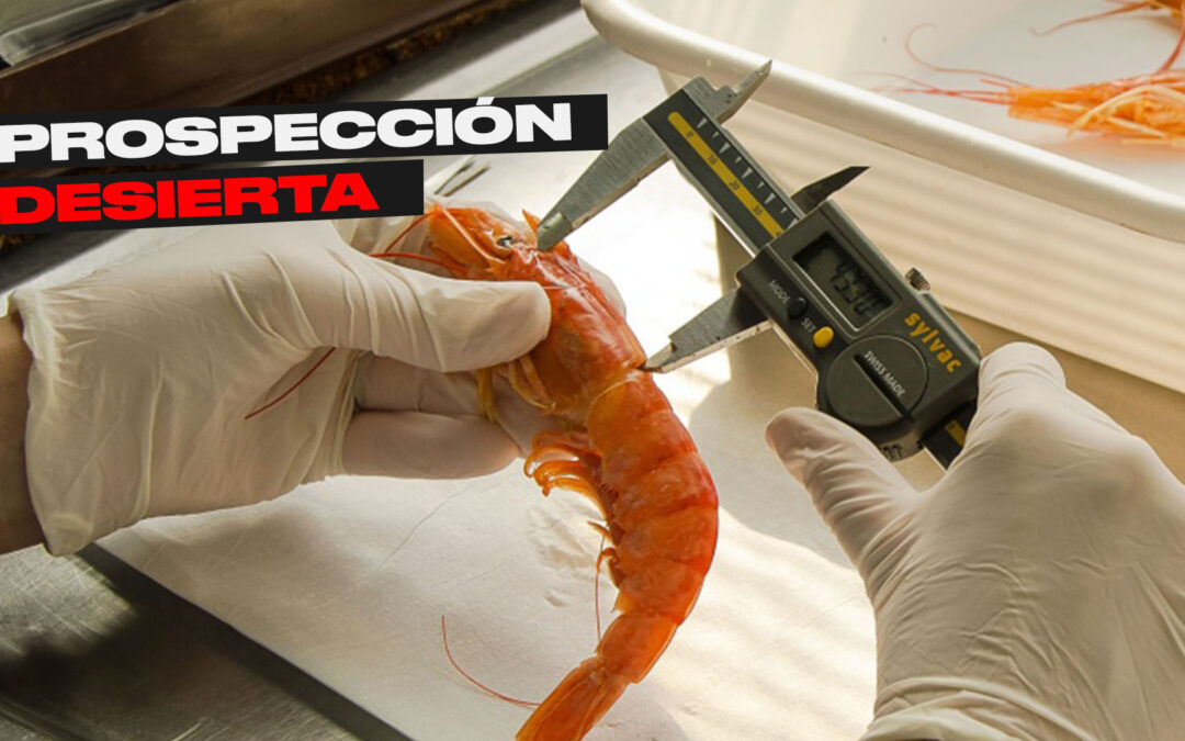 Sin barcos para la prospección de langostino: el segundo llamado sigue sin inscriptos