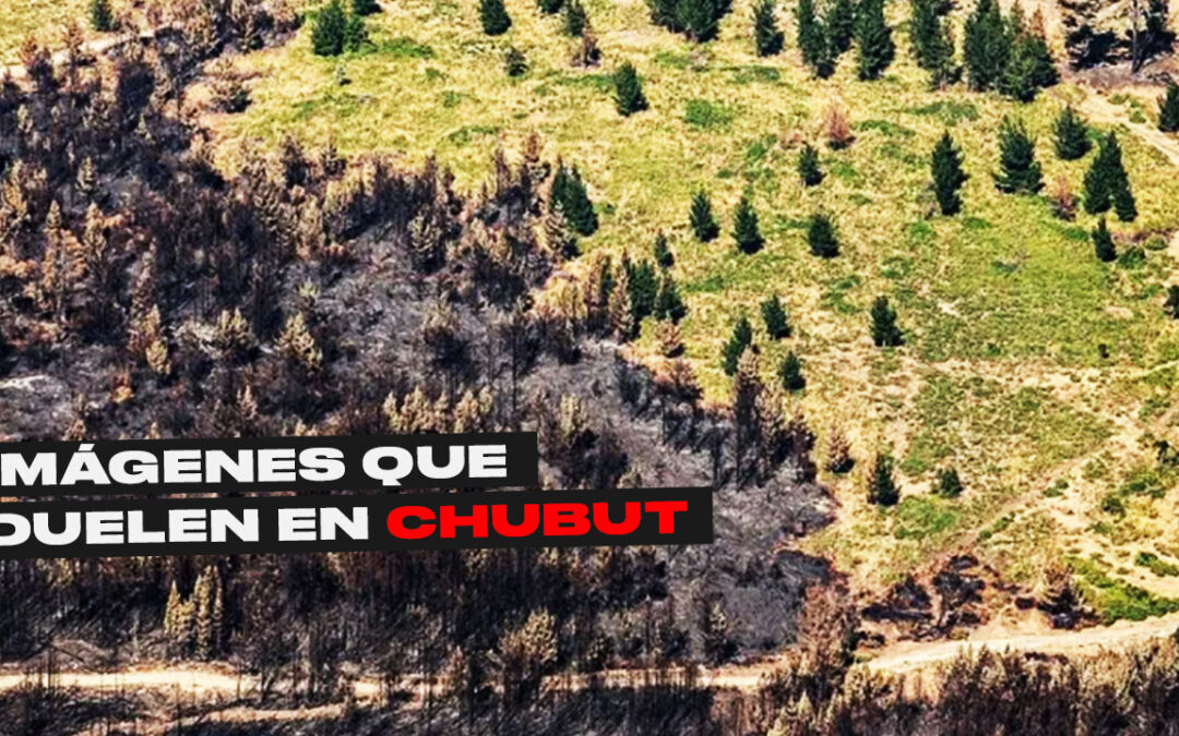 GREENPEACE MOSTRÓ DESDE EL AIRE EL ¨DESASTRE AMBIENTAL¨ DE LOS INCENDIOS